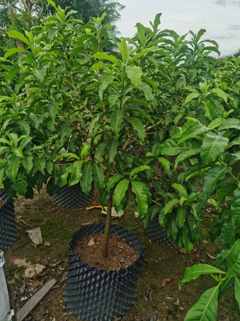 黄晶果苗