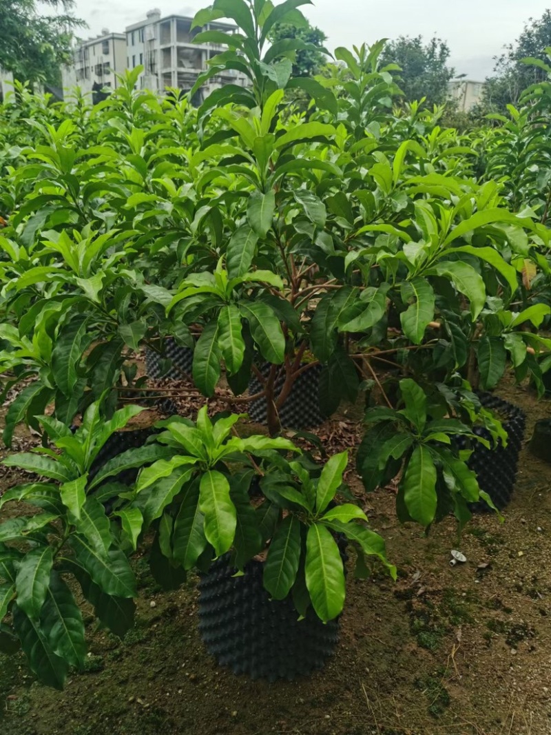 黄晶果苗