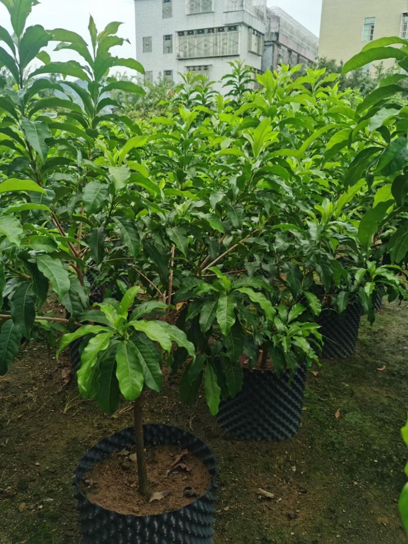 黄晶果苗