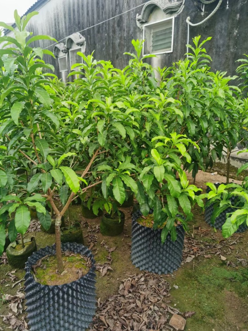 黄晶果苗