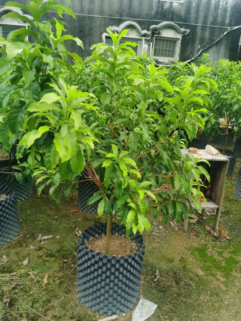 黄晶果苗