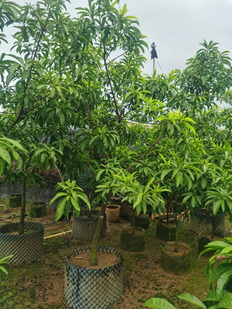 蛋黄果苗