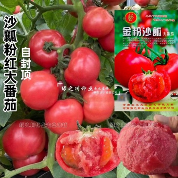 豫艺抗TY金粉沙瓤大番茄种子大果沙瓤西红柿种子自封顶
