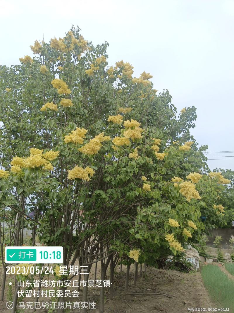 黄丁香，丁香树，金园丁香，北京丁香，潍坊，接穗嫁接条