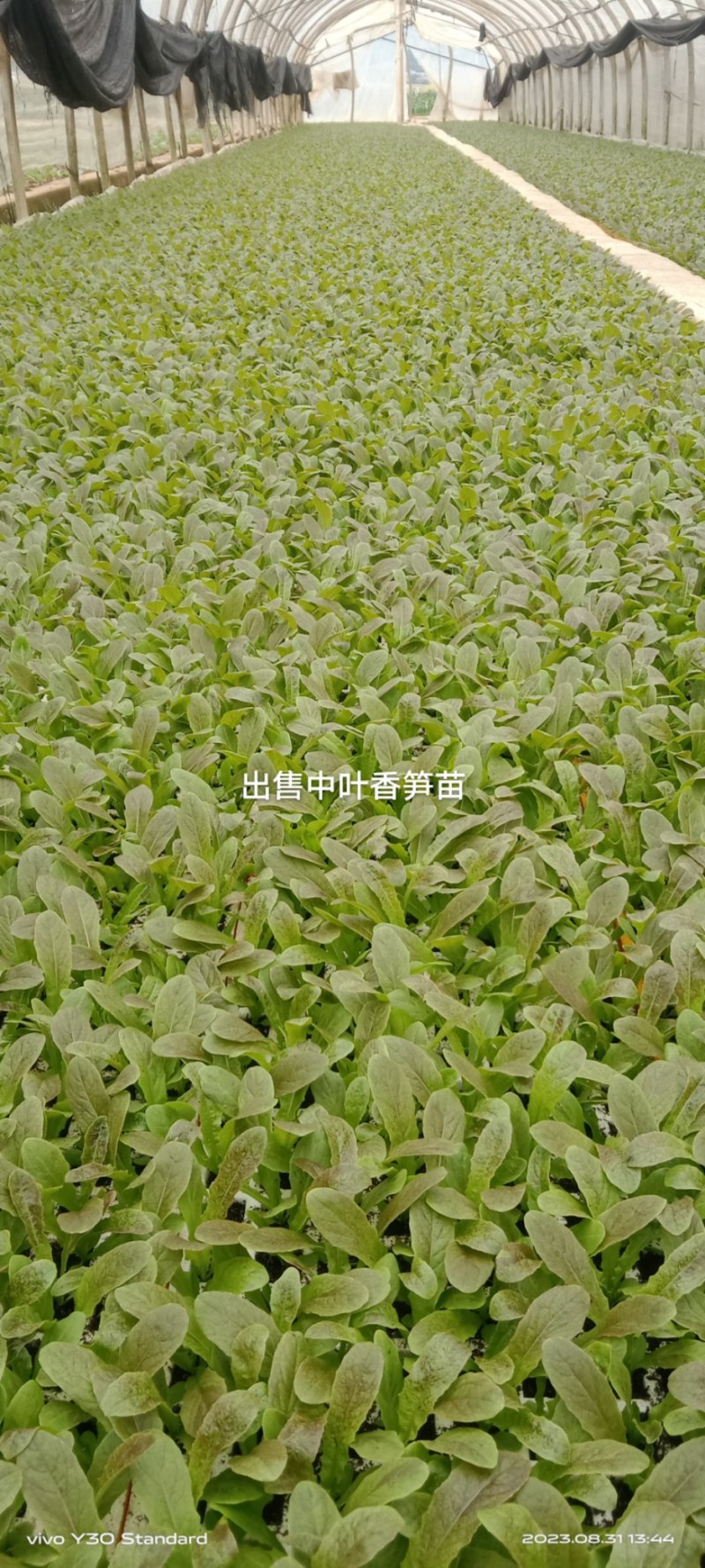 中叶香笋苗