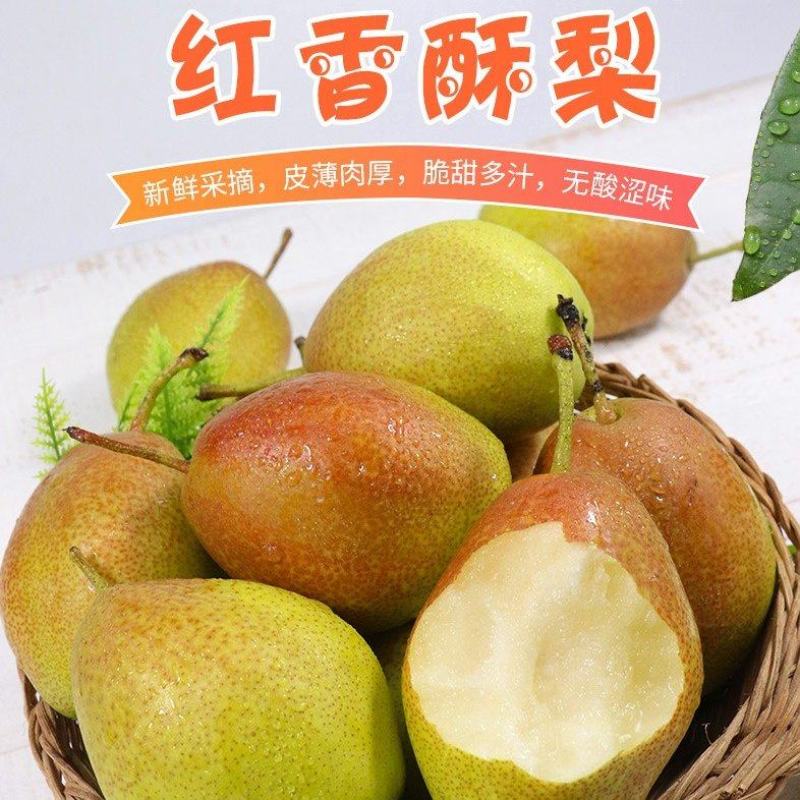 中国山西优质香梨基地的红香酥梨上市，采摘收购中