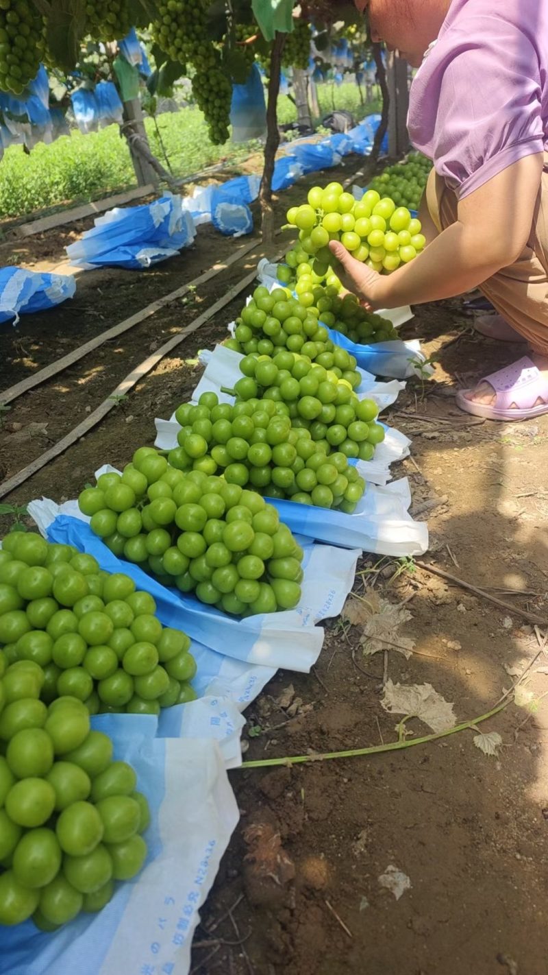 费县阳光玫瑰大量上市，电商货超市货大量充足稳定