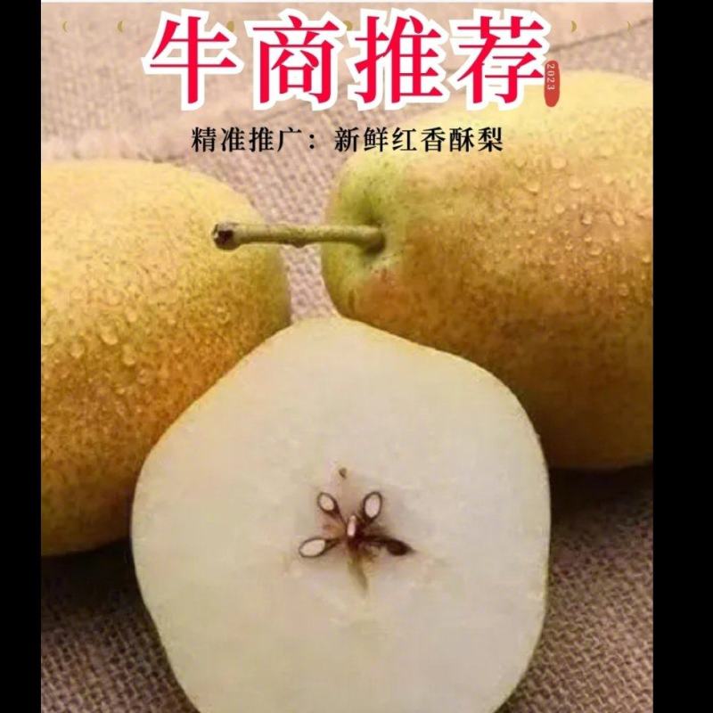 中国山西优质红香酥梨，现摘现发全国发货，批发来合作！