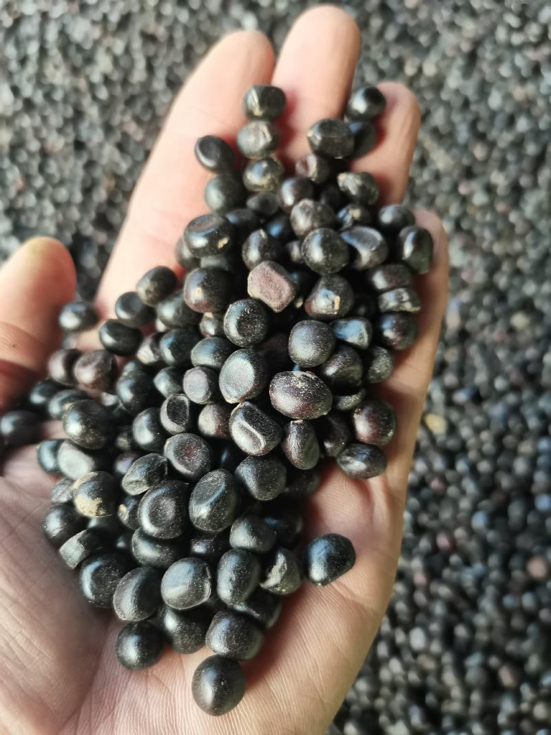 油用牡丹籽，，山东菏泽产地，质量有保障。
