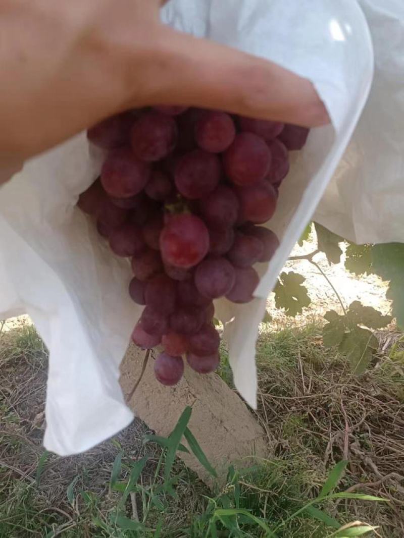 红堤葡萄大量有货