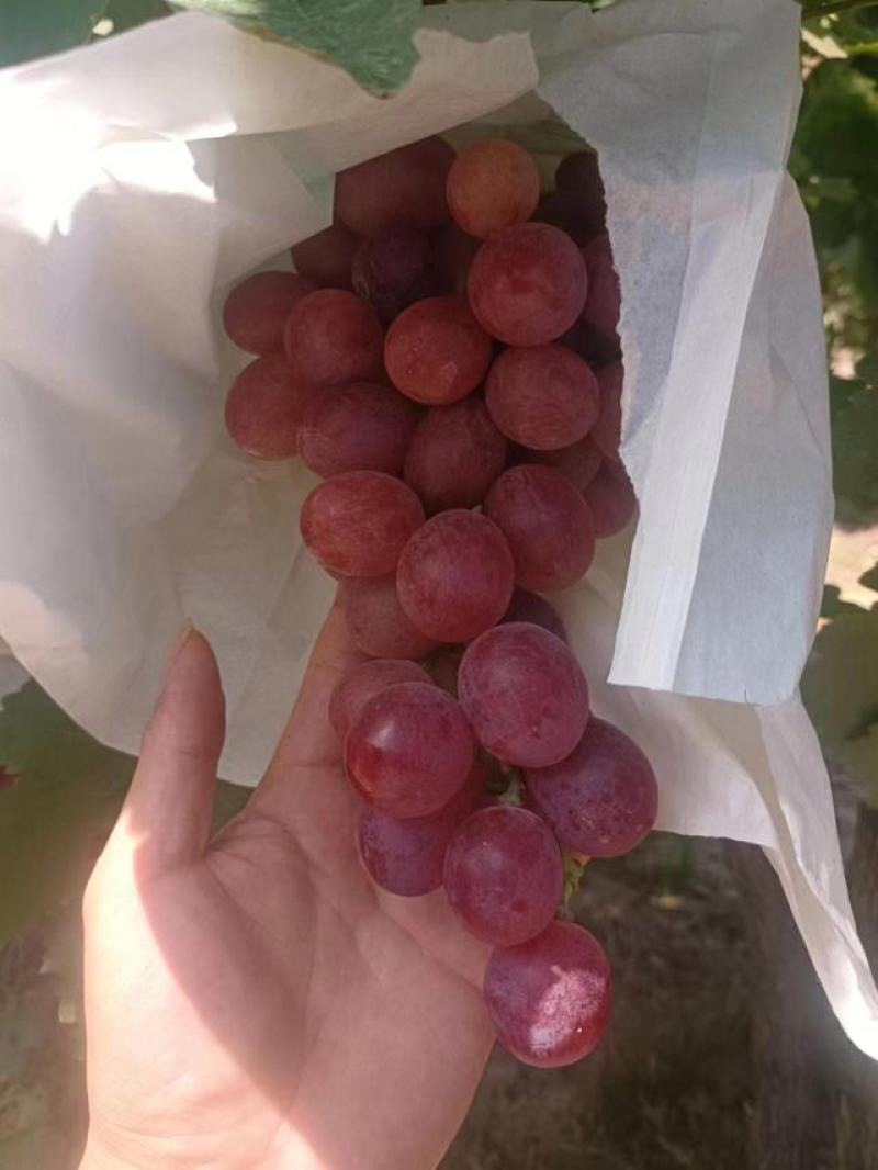 红堤葡萄大量有货