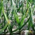 【优选好货】河南汝州蒜苗，万亩基地种植红根蒜苗，承接电商商超
