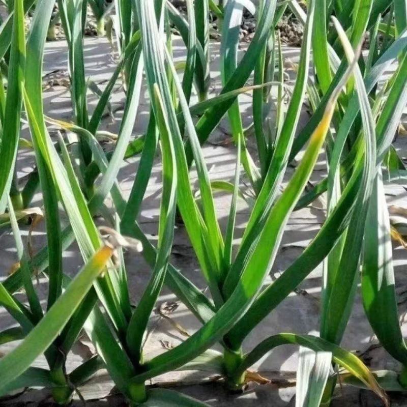 【优选好货】河南汝州蒜苗，万亩基地种植红根蒜苗，承接电商商超