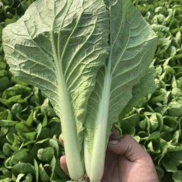 辽宁小白菜大量有货基地直发保质保量代发全国欢迎订购