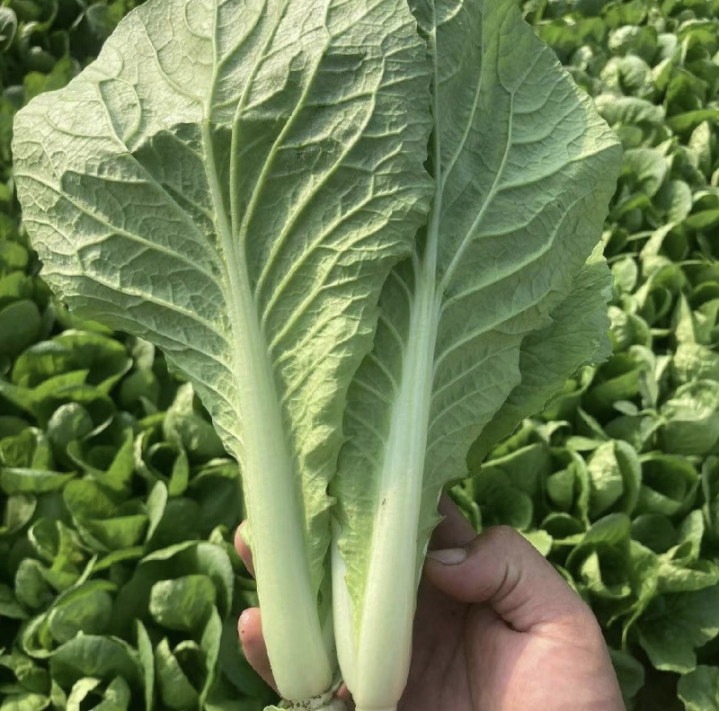 辽宁小白菜大量有货基地直发保质保量代发全国欢迎订购