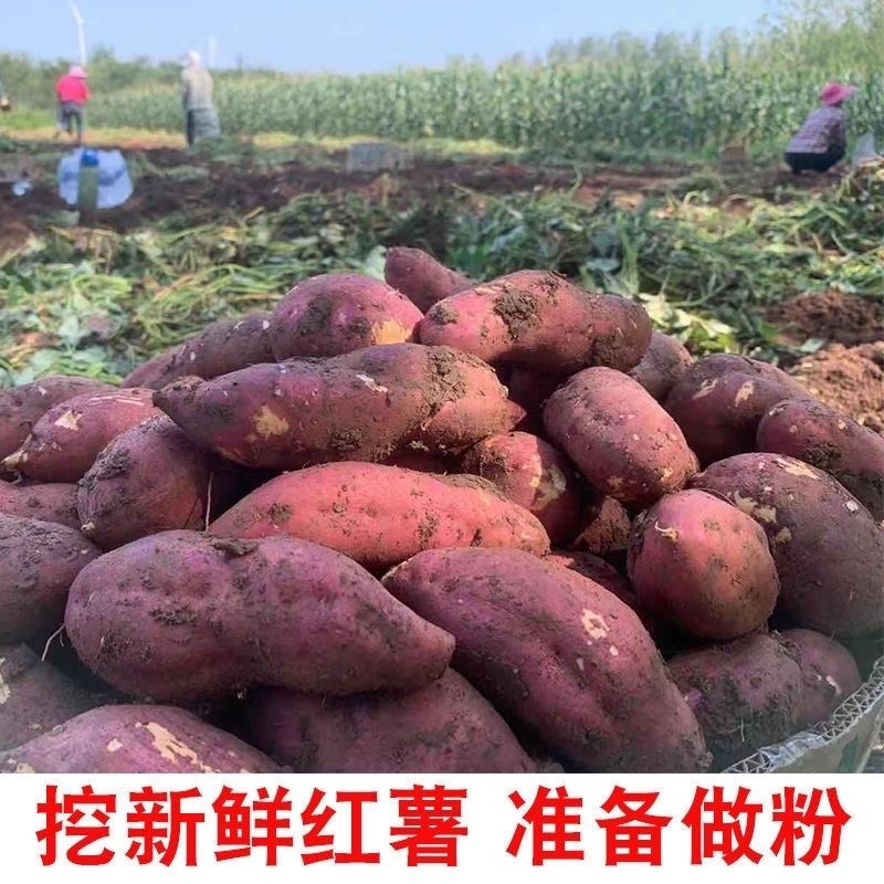 红薯粉皮小粉皮厂家自产自销欢迎咨询合作