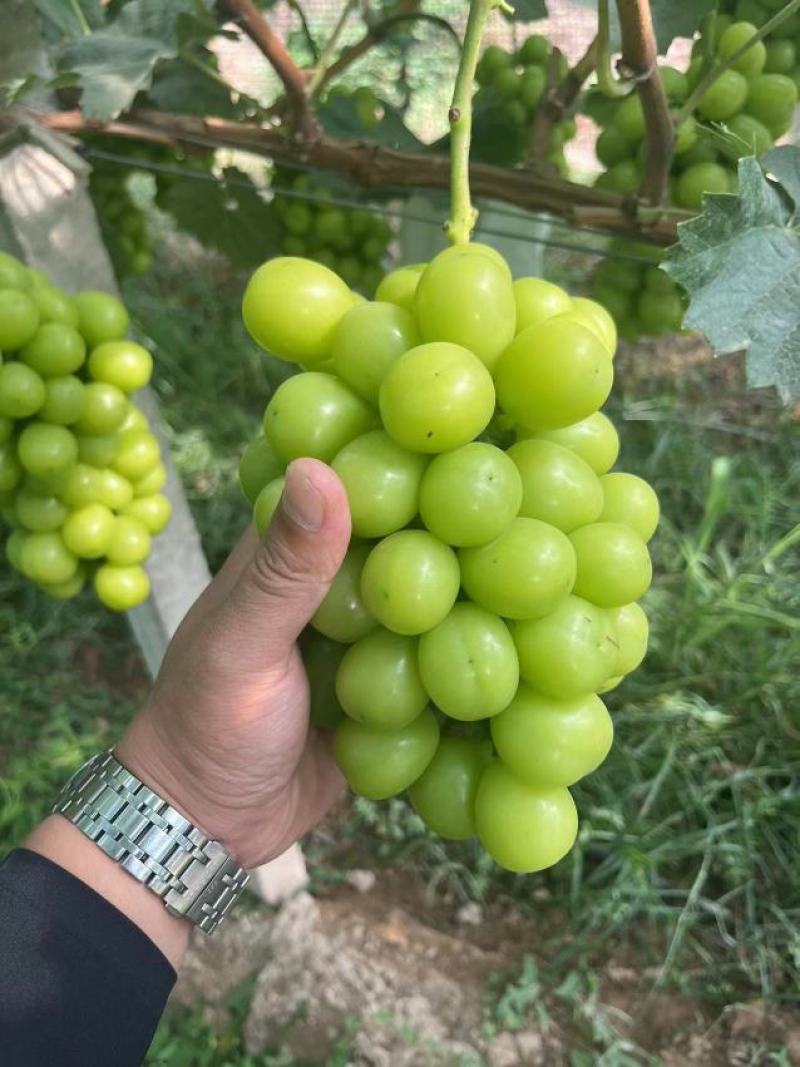 阳光玫瑰陕西阳光玫瑰大荔葡萄产地直发品质保证