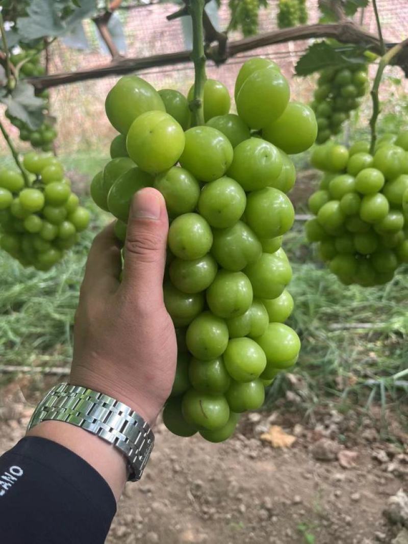 阳光玫瑰陕西阳光玫瑰大荔葡萄产地直发品质保证