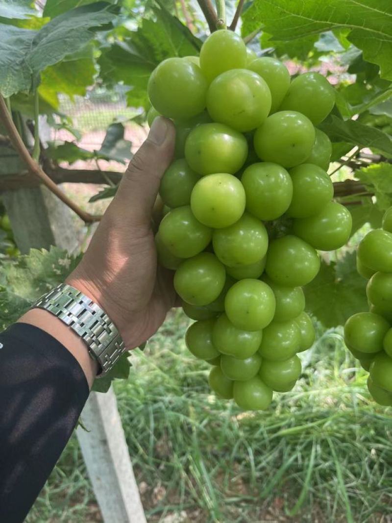 阳光玫瑰陕西阳光玫瑰大荔葡萄产地直发品质保证