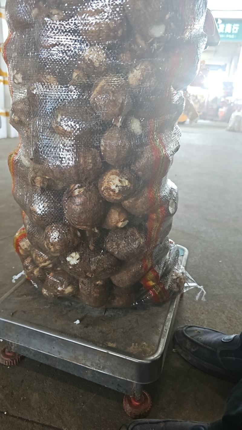 毛芋头