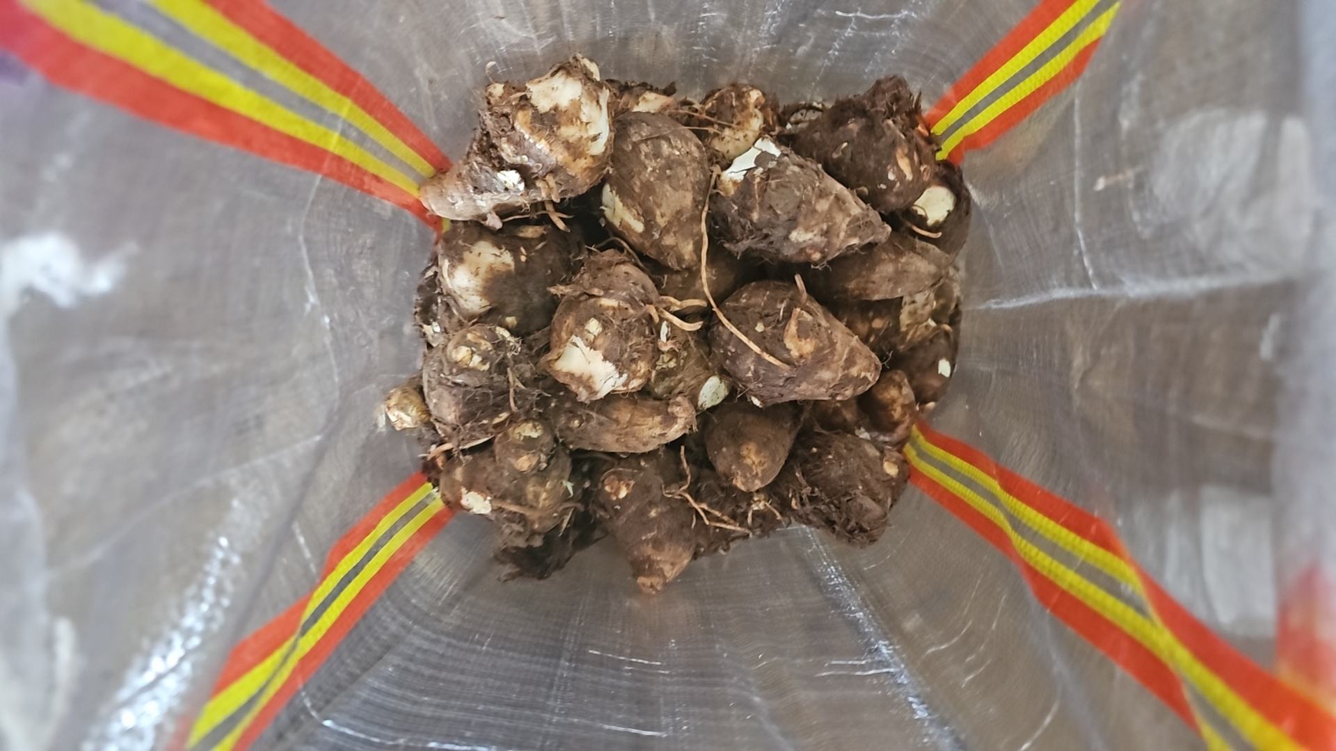 毛芋头的实物展示