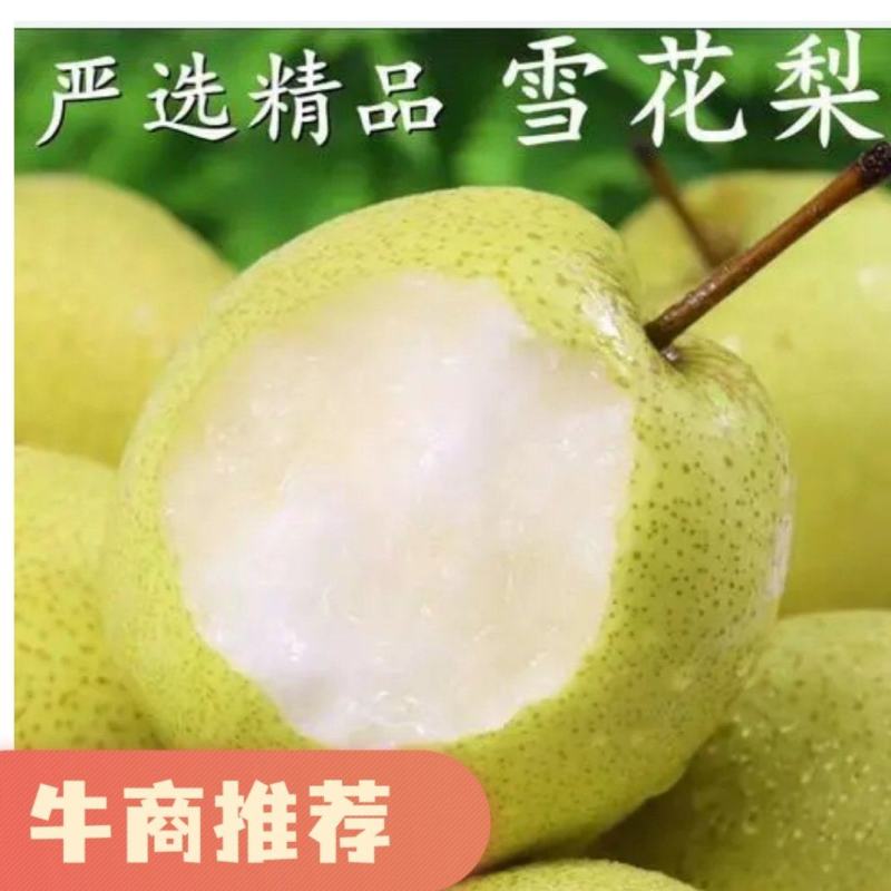 华北中华酥梨，雪花梨大量上市中！！欢迎各地客商洽谈合作！