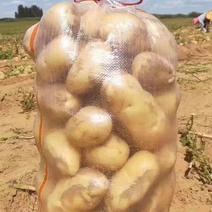 [热卖]陕西榆林定边土豆v7土豆沙地土豆产地直发