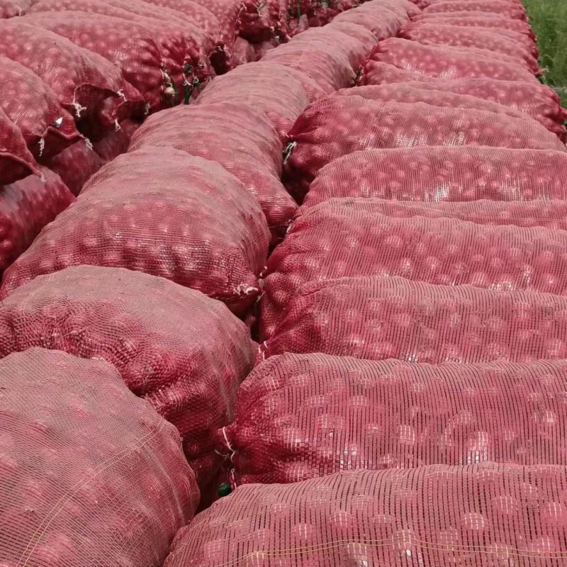 【优质】毛葱大葱量大质优价格优惠一手货源欢迎电联
