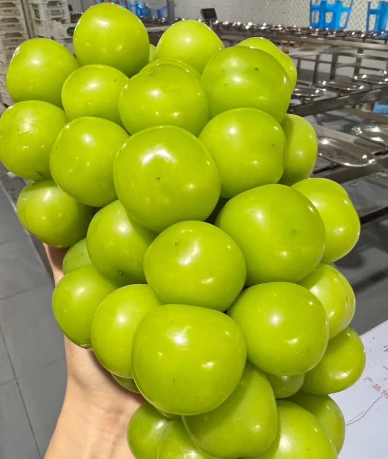 精品阳光玫瑰，场地直发，量大从优，质量保证，欢迎来电咨询