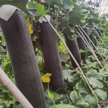 湖南祁东吊瓜黑皮冬瓜