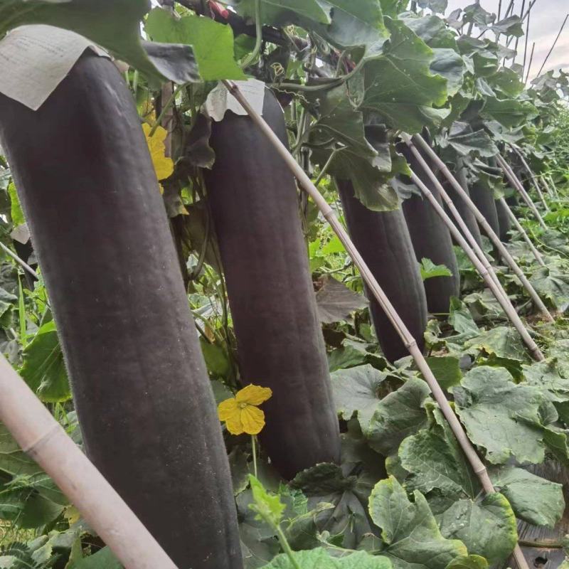湖南祁东吊瓜黑皮冬瓜