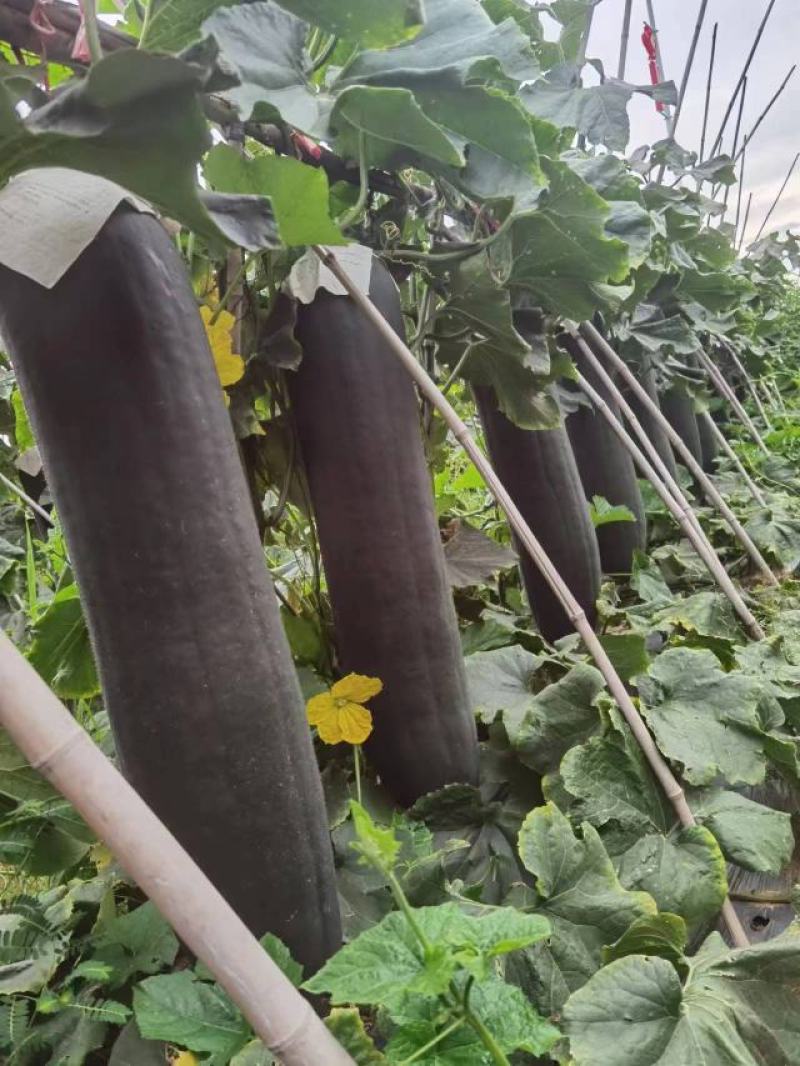 湖南祁东吊瓜黑皮冬瓜
