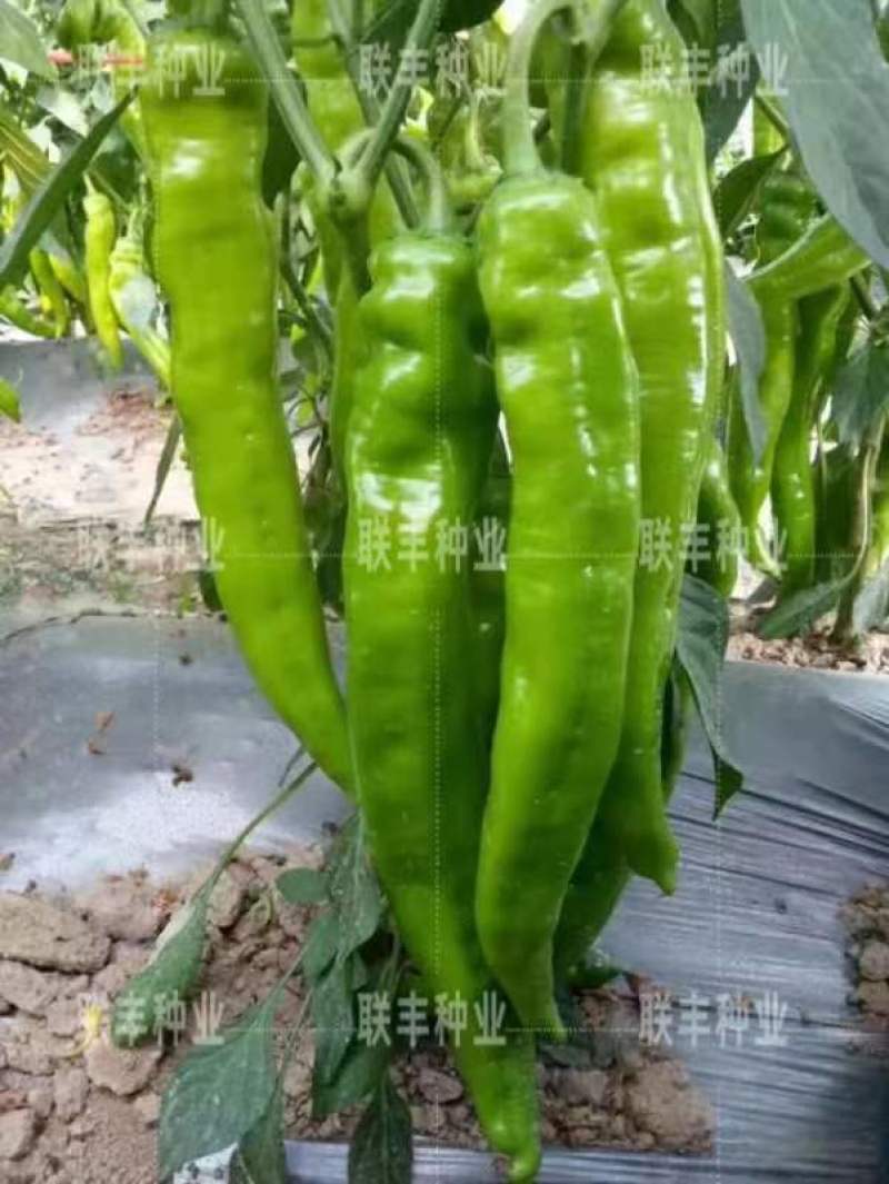蒲城辣椒已大量上市欢迎新老客户前来选购，