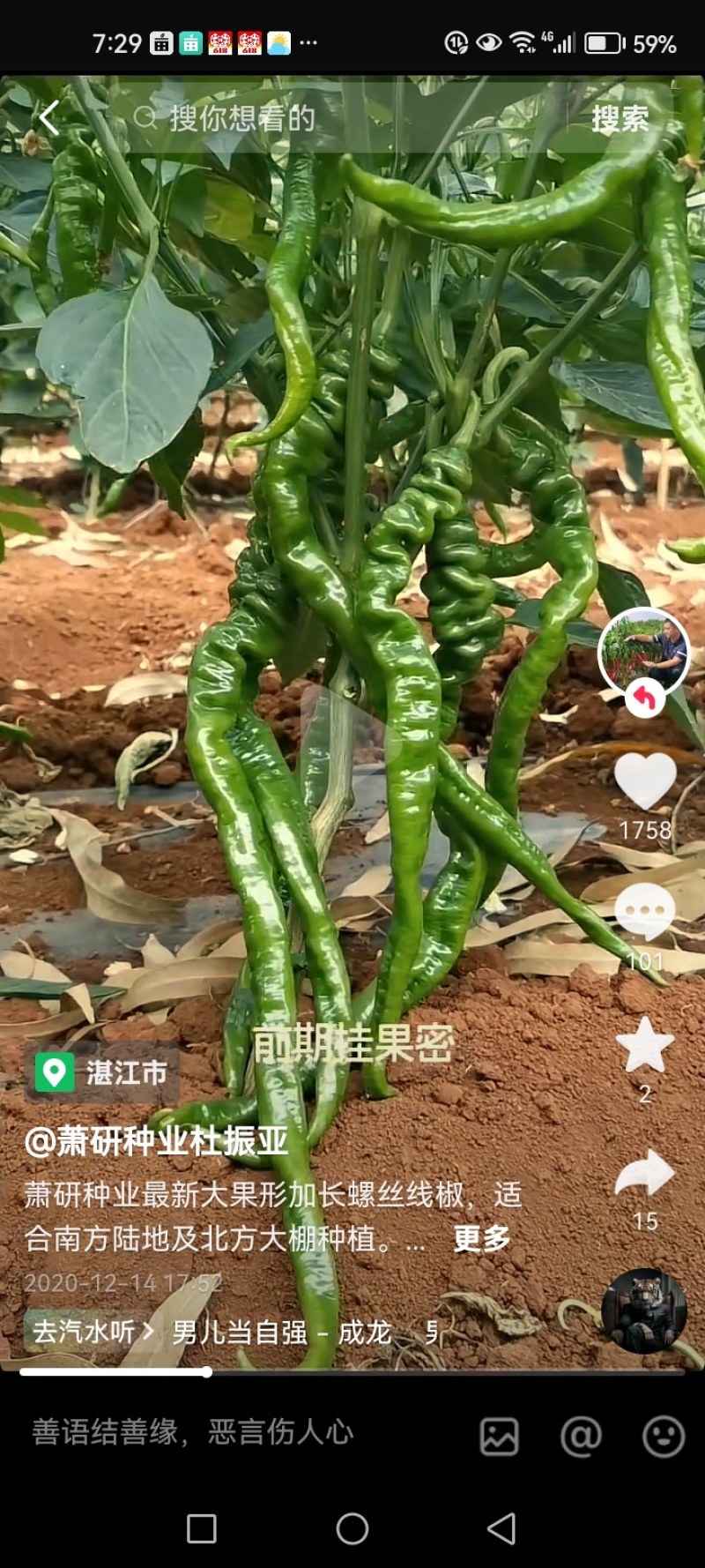 蒲城辣椒已大量上市欢迎新老客户前来选购，
