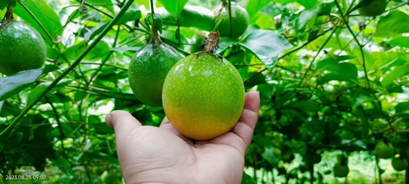 钦蜜9号黄金百香果