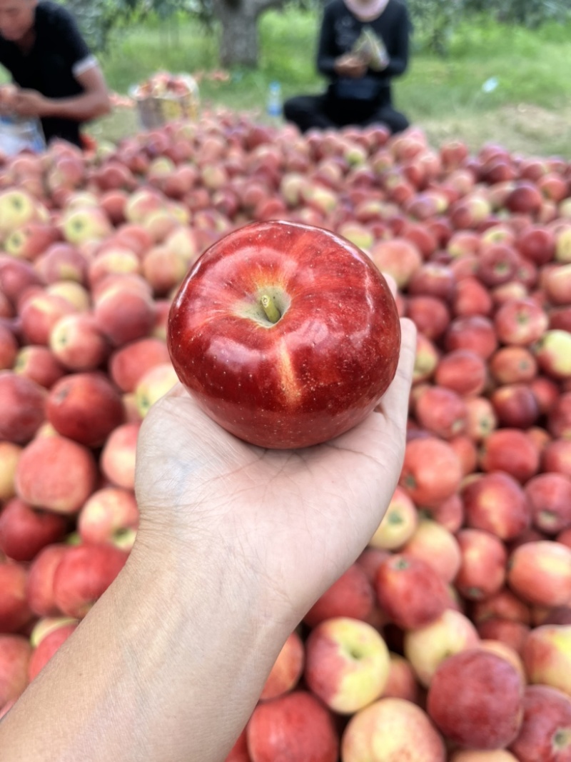 鲁丽
