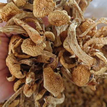 滑子菇
