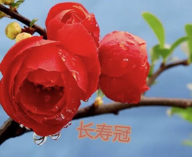 世界一海棠长寿冠海棠东洋锦海棠花仙女海棠