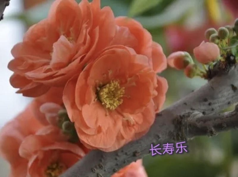 世界一海棠长寿冠海棠东洋锦海棠花仙女海棠