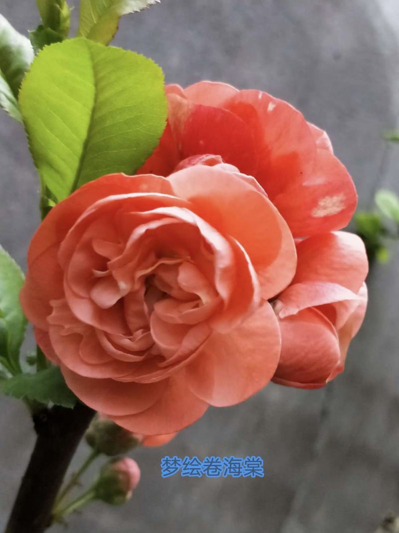 世界一海棠长寿冠海棠东洋锦海棠花仙女海棠