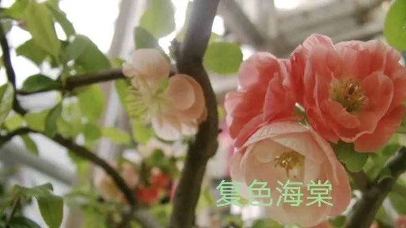 世界一海棠长寿冠海棠东洋锦海棠花仙女海棠