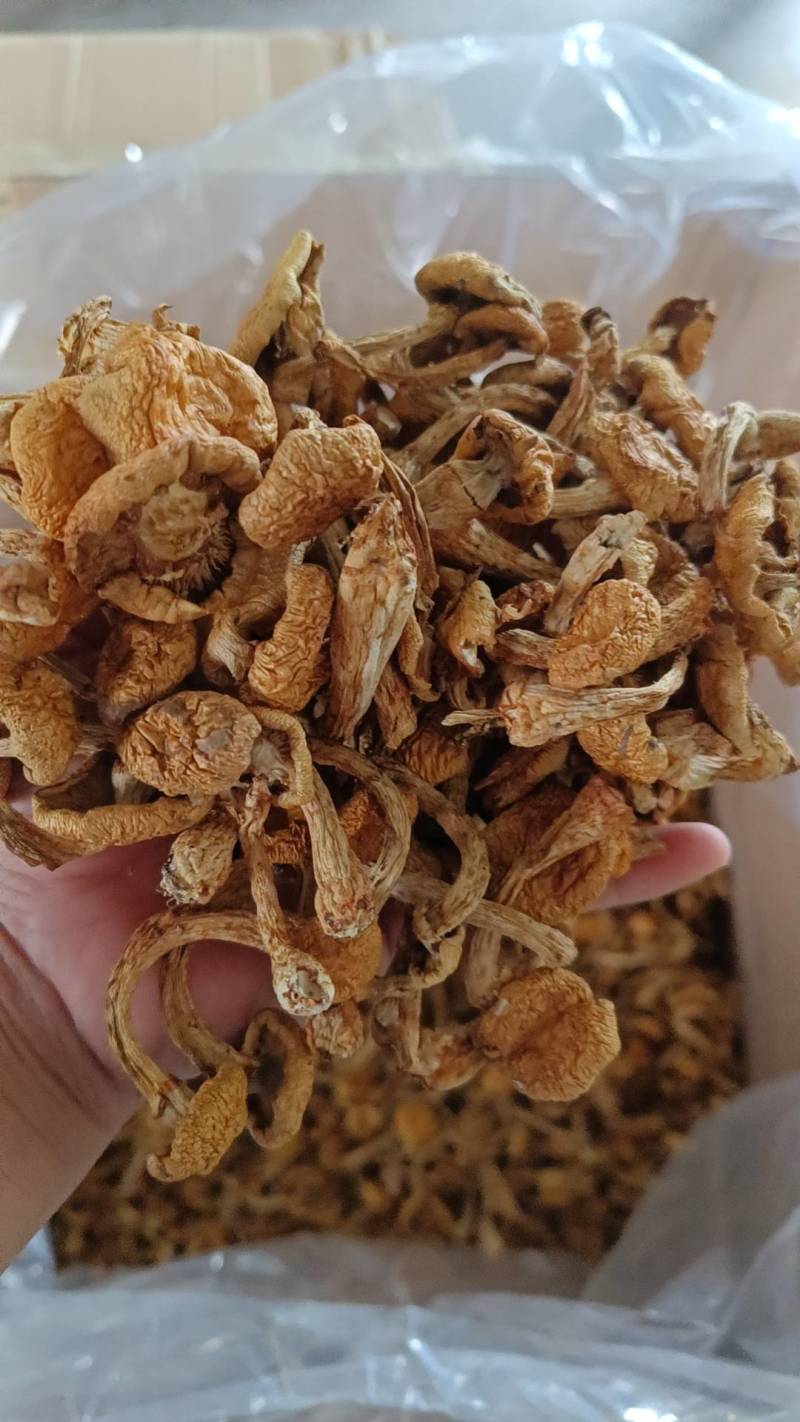 滑子菇