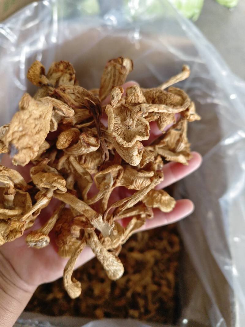 滑子菇