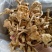 滑子菇