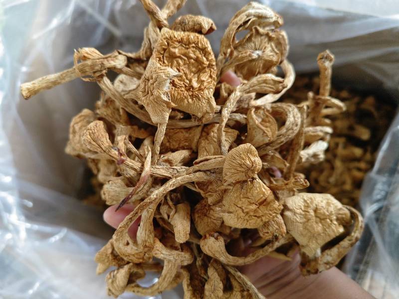 滑子菇