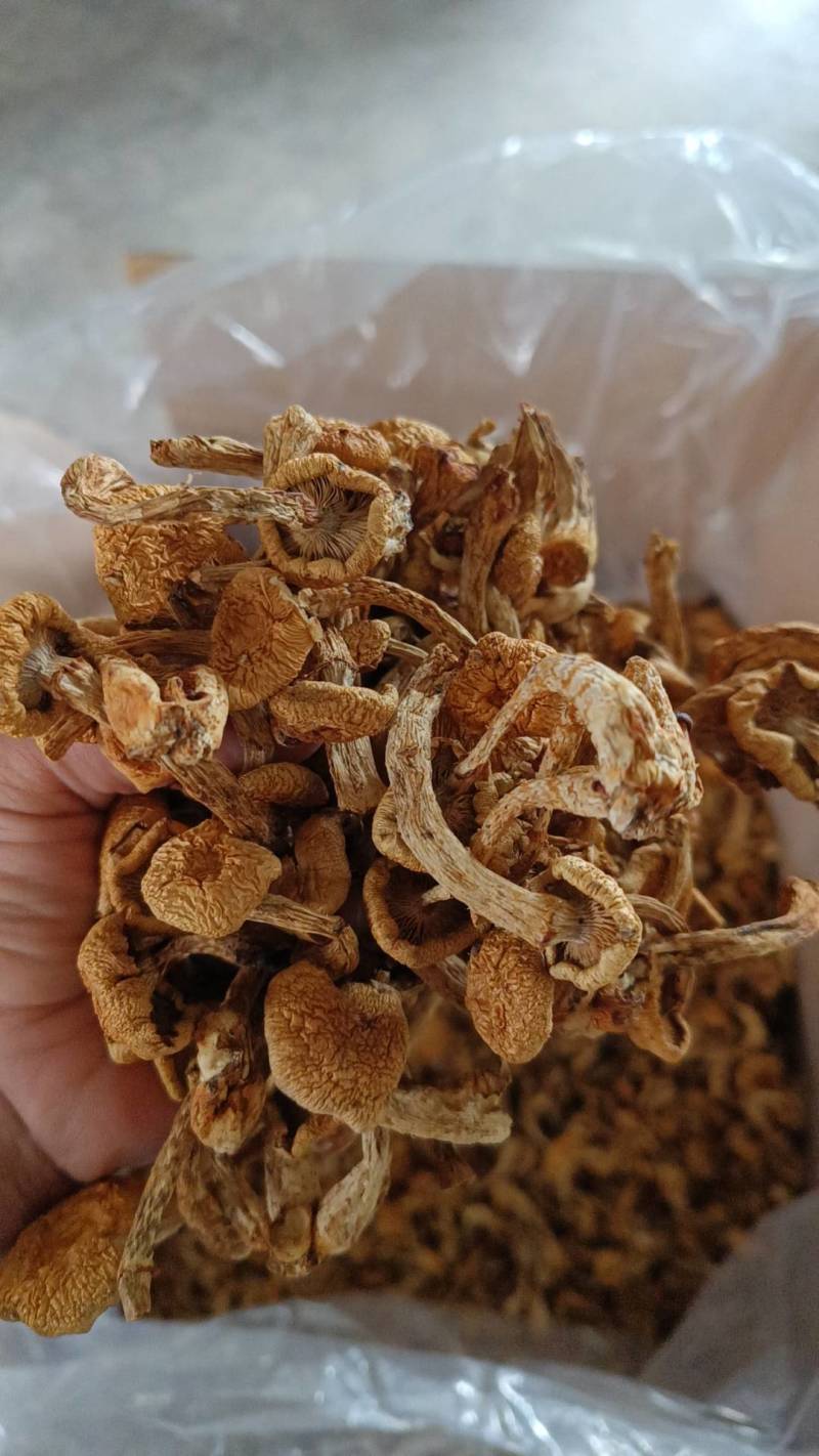 滑子菇