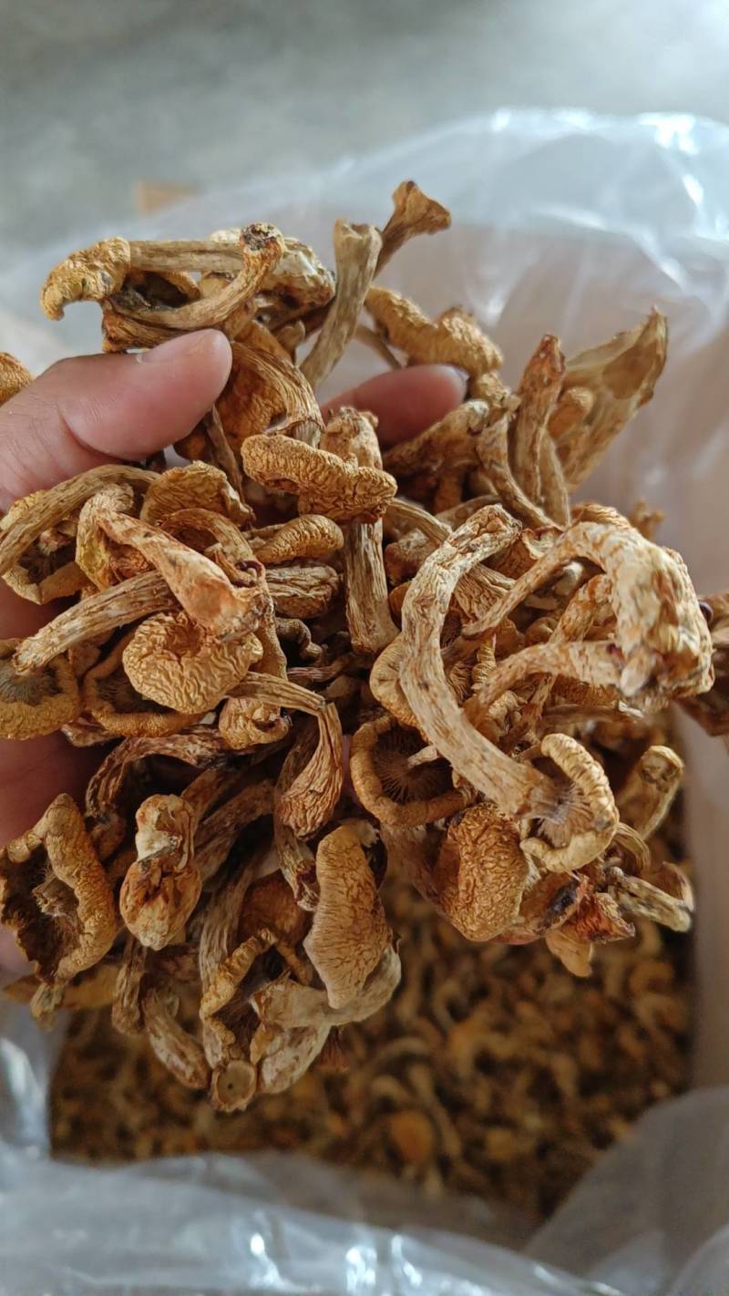 滑子菇