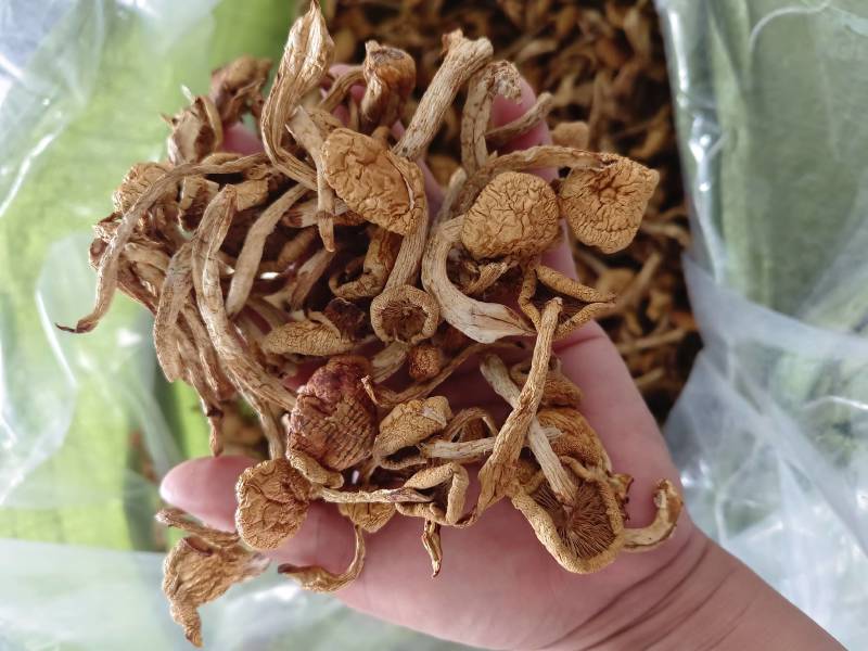 滑子菇