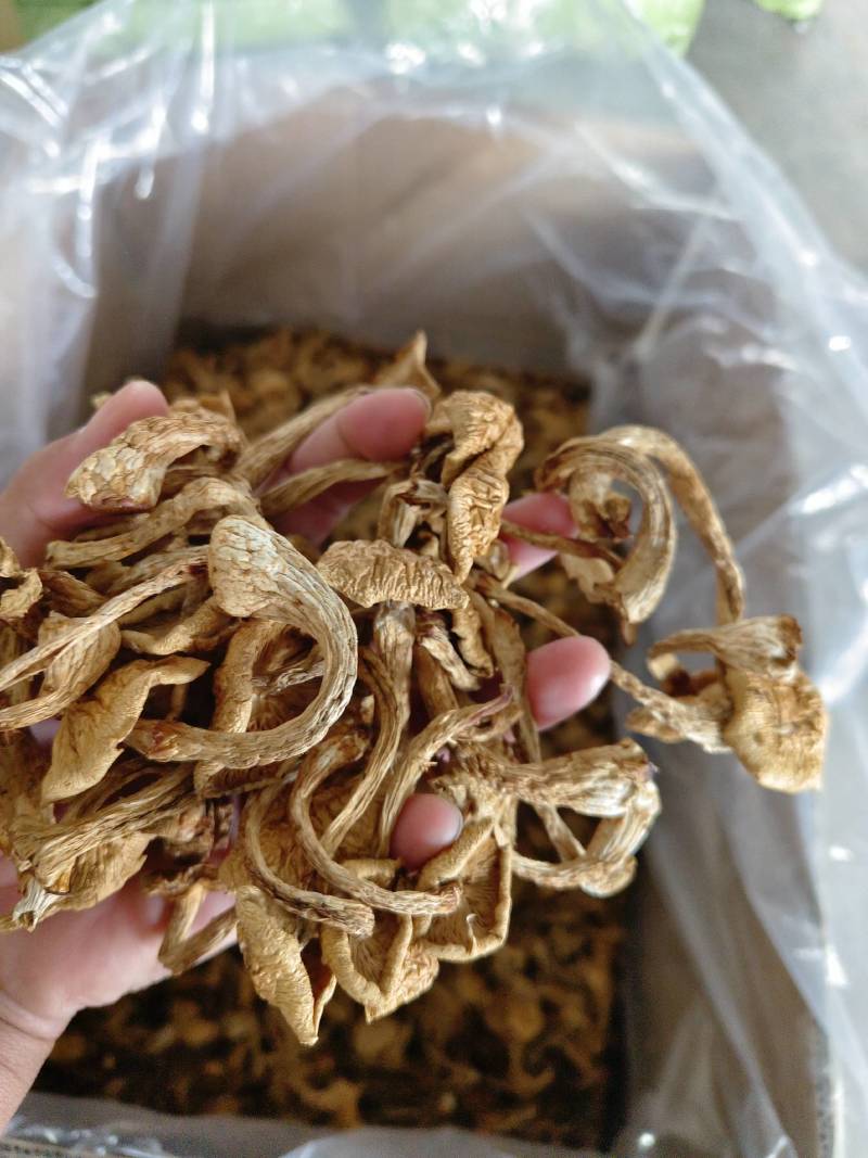 滑子菇
