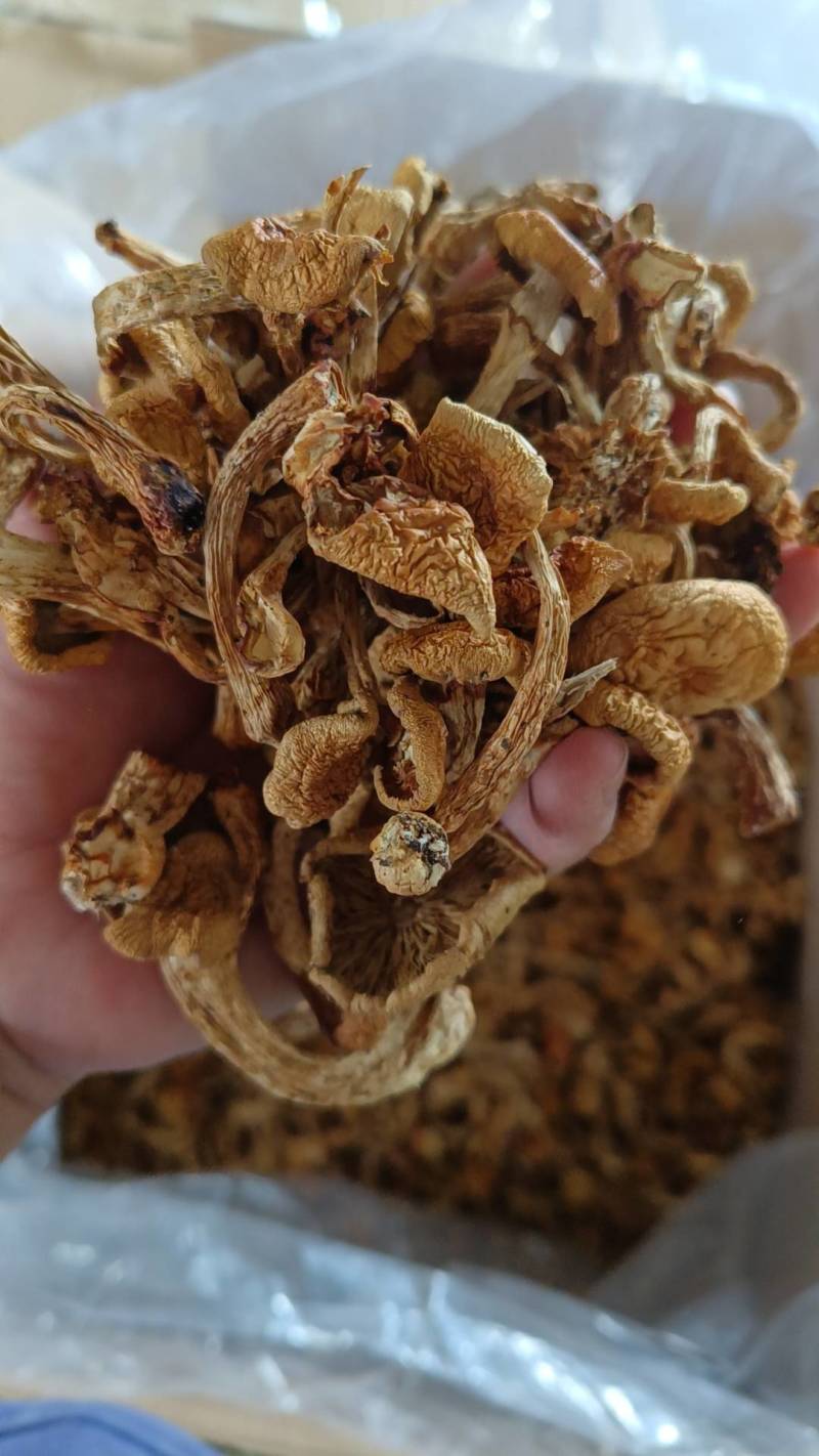 滑子菇
